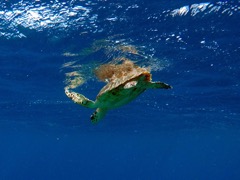 Hawksbill Sea Turtle